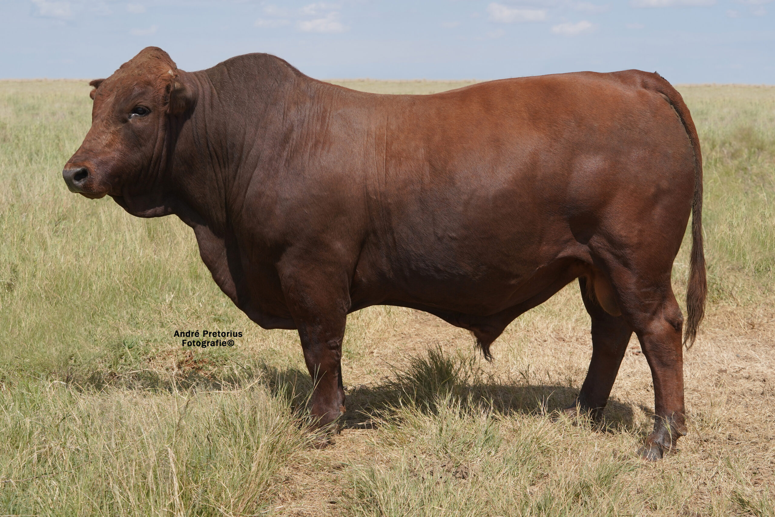 LOT 15: JSM 19-82  ’22