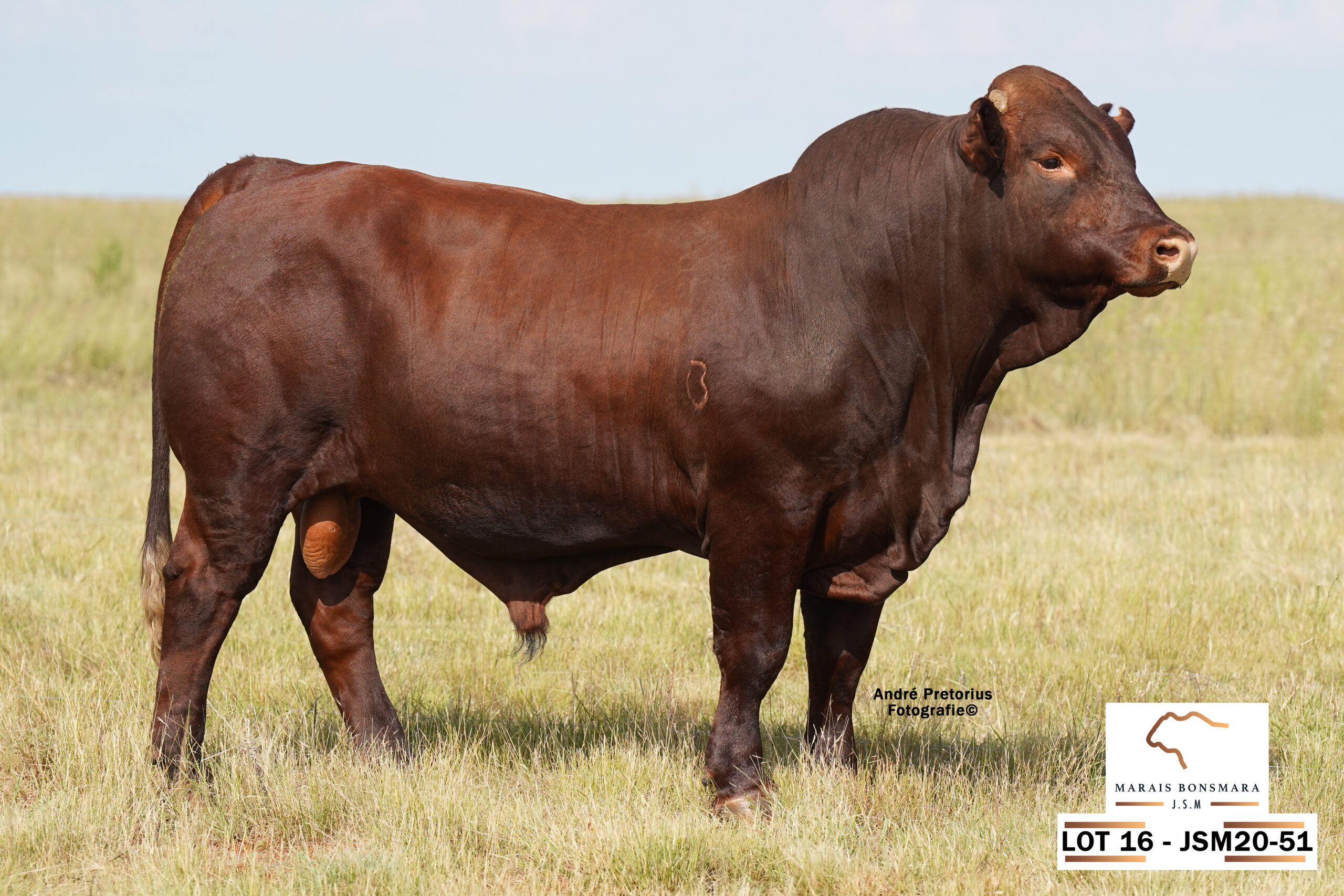 LOT 16 – JSM 20-51
