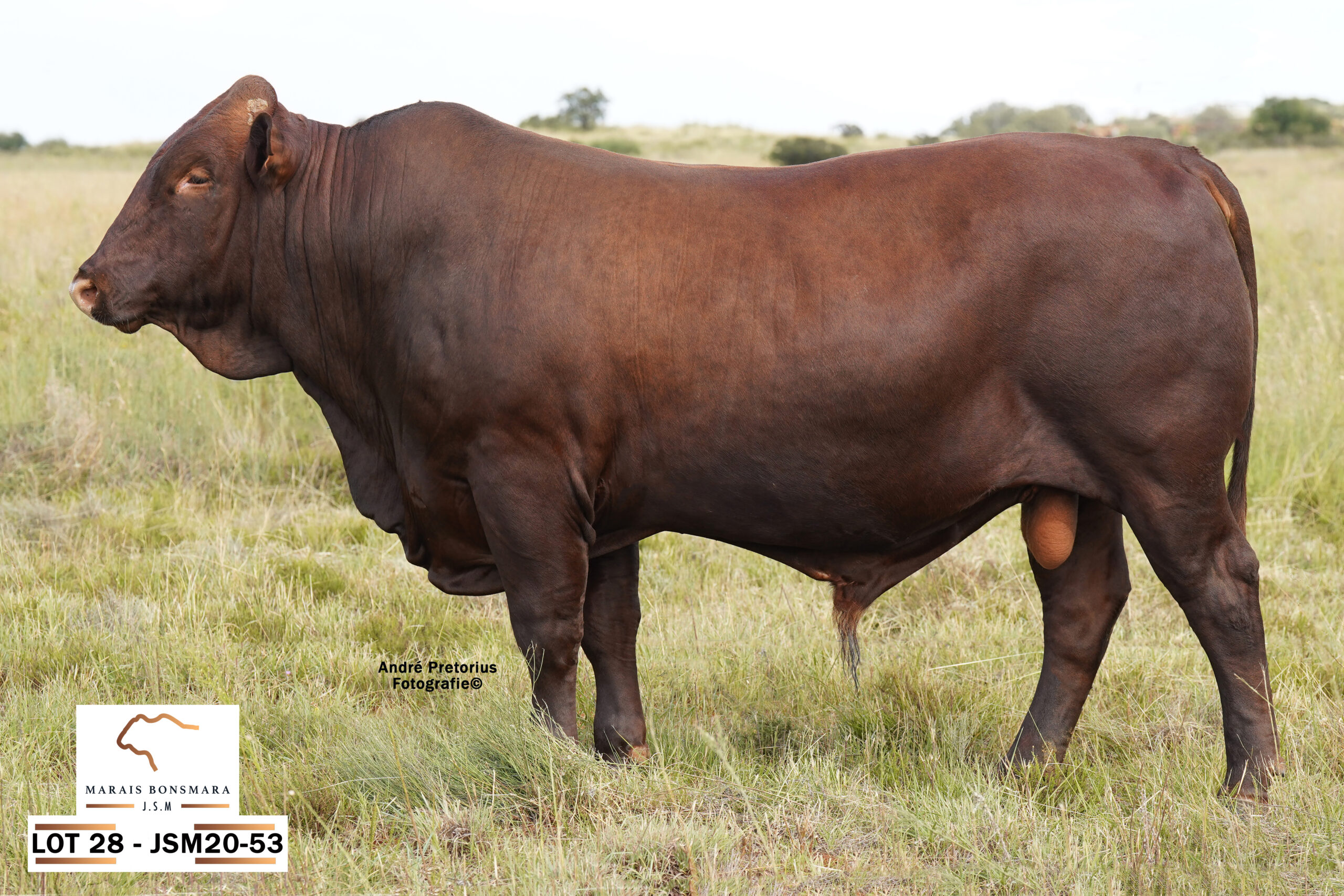 LOT 28 – JSM 20-53